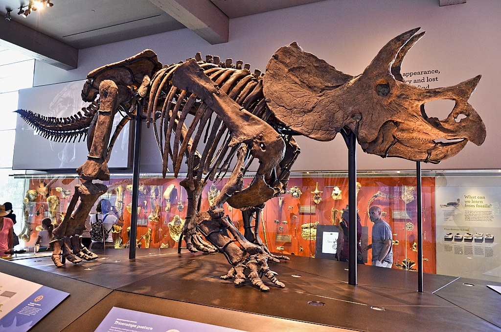 Triceratops skeleton displayed in a museum, positioned on a black platform. Background features informational panels and visitors observing.