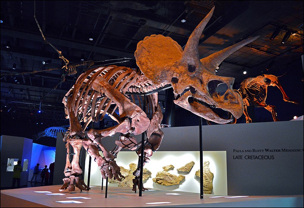 Triceratops Specimen at the Houston Museum of Natural Science