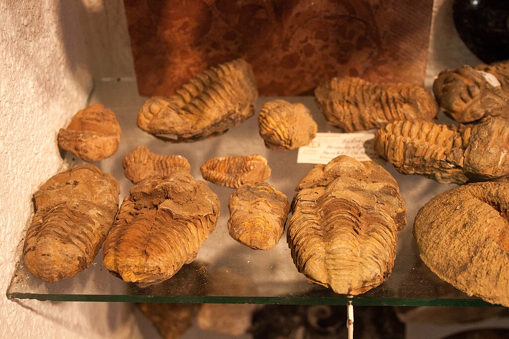 Trilobites in the Mineral Museum in Siófok