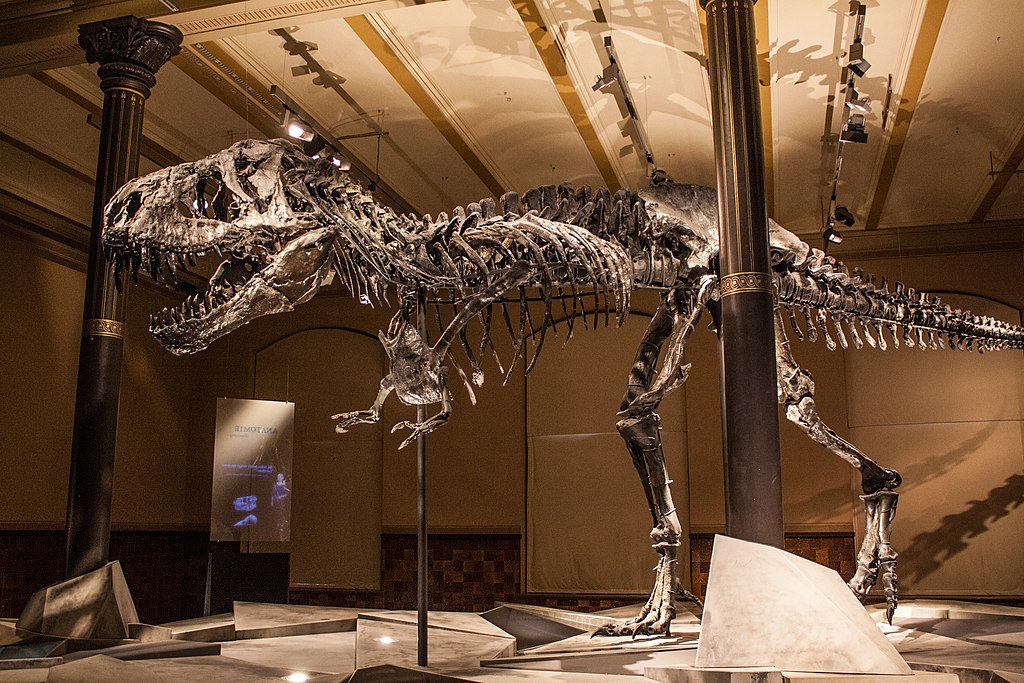 Tristan Museum für Naturkunde