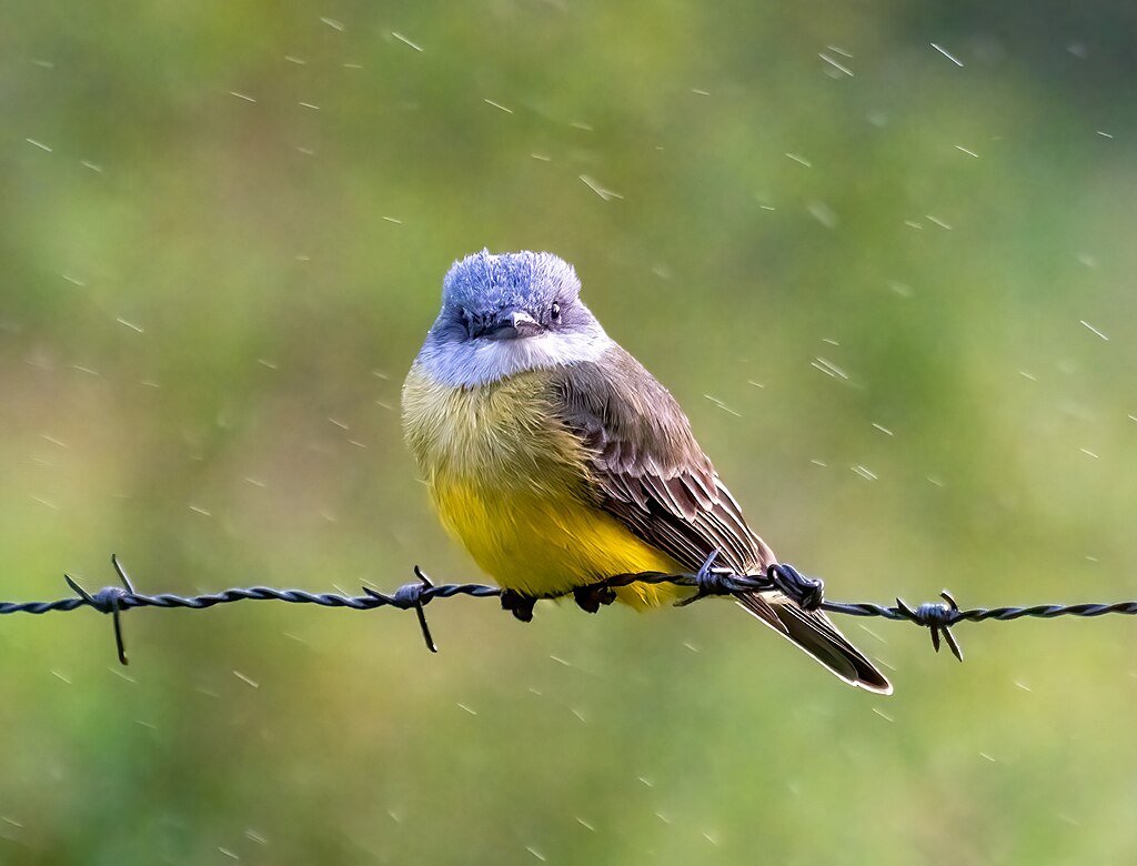 Tropical kingbird in the rain