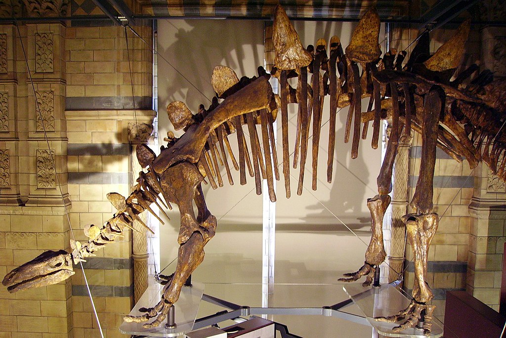Tuojiangosaurus skeleton NHM
