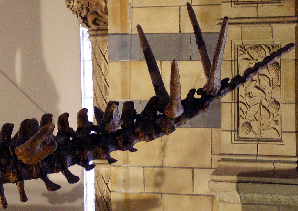 Tuojiangosaurus tail