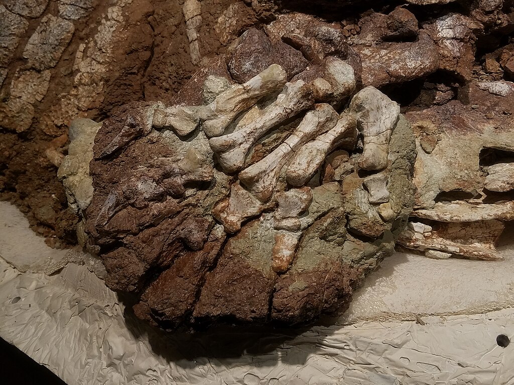 Fossilized Typothorax skeleton displayed in a museum. The dark bones are mounted above informative panels against a dimly lit, yellowish-brown wall.