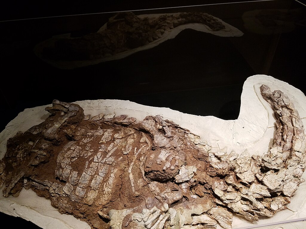 Fossil of a dinosaur encased in brown and beige rock, displayed in a dimly lit museum. The texture and detail of bones are clearly visible.