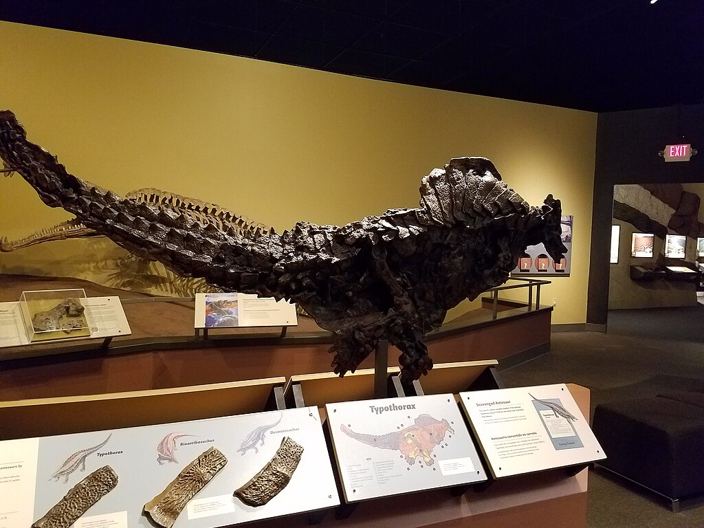 A fossilized dinosaur skeleton is displayed prominently in a museum exhibit. The setting is well-lit, with informational panels providing context.