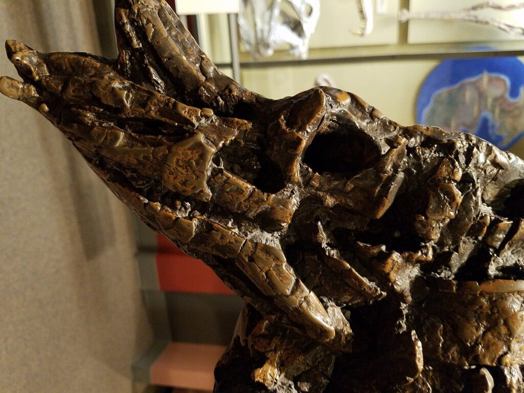 A preserved dinosaur fossil is displayed on a pale surface, showing textured, rust-colored and gray cracked skin, evoking a sense of ancient history.
