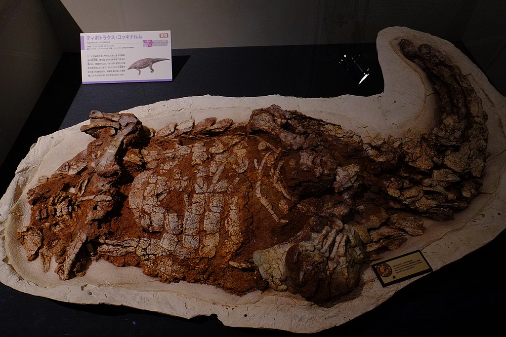 Fossilized dinosaur remains displayed in a museum exhibit. The skeleton is partially embedded in rock. A sign with text and a small image is visible above.
