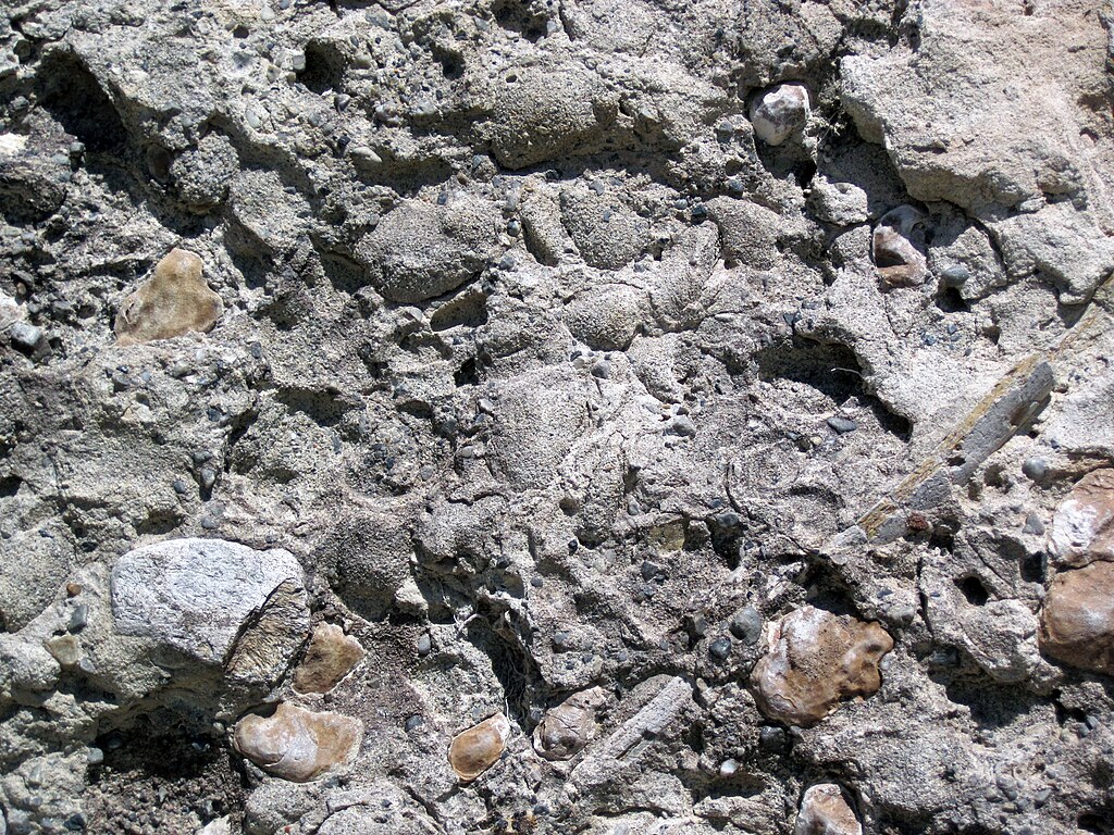 Vetulonaia sp. (fossil clams) & dinosaur bone fragments (Morrison Formation, Upper Jurassic; Dinosaur National Monument, Utah, USA)