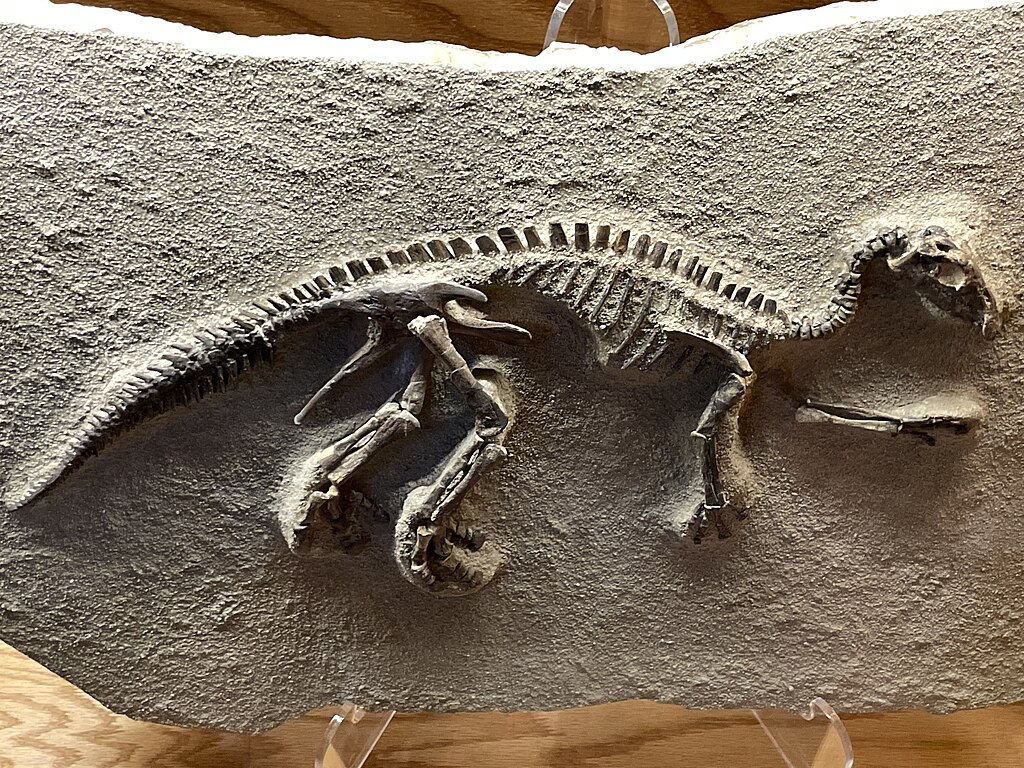 Nestling Maiasaura peeblesorum from the Late Cretaceous of Montana