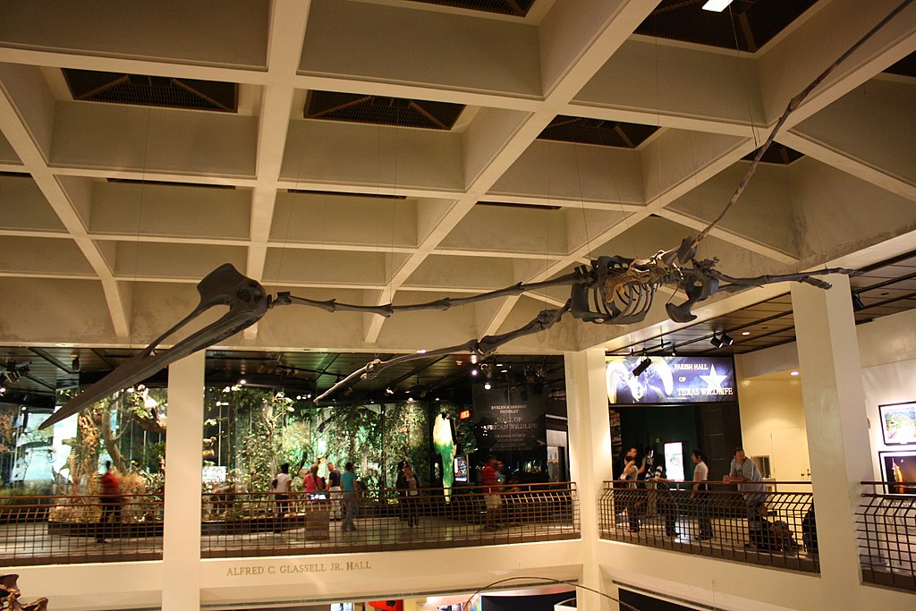 Quetzalcoatlus northropi, skeletal model