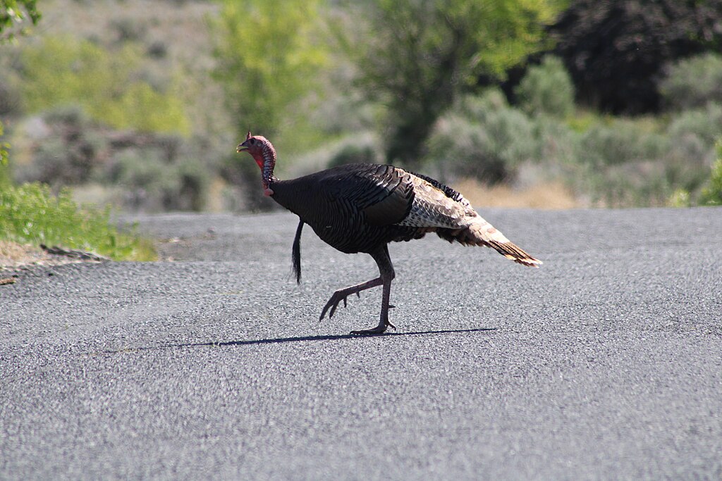 Wild turkey along the road to Deep Lake in Sun Lakes — Dry Falls State Park.