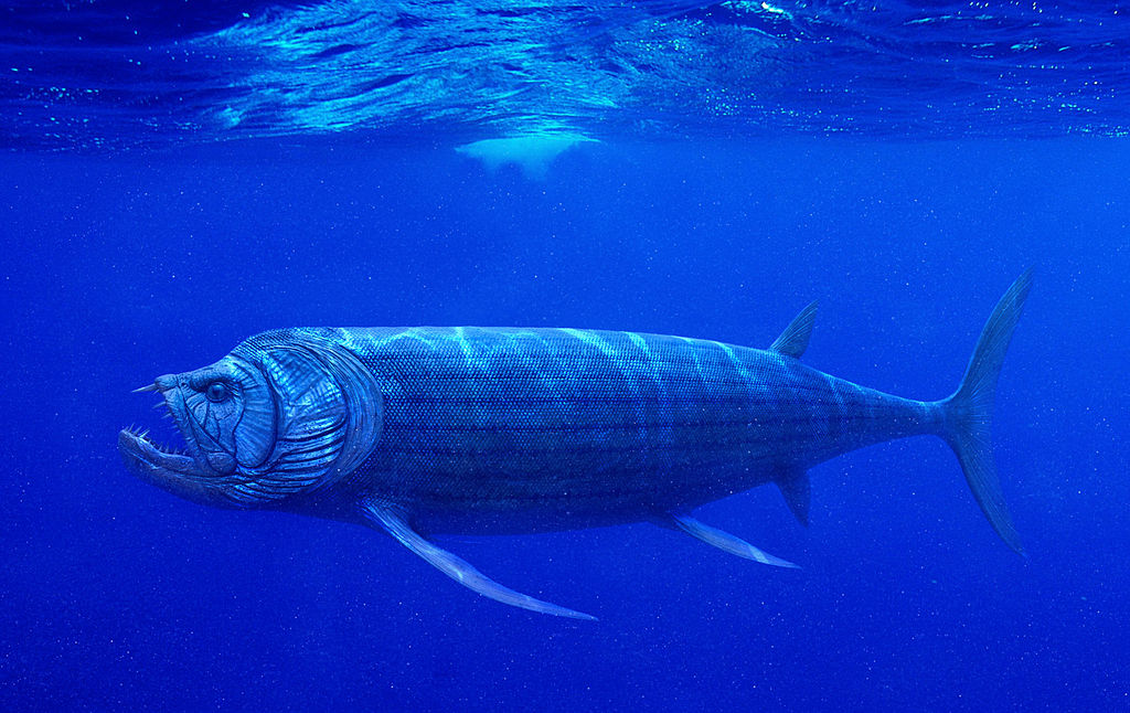 Xiphactinus