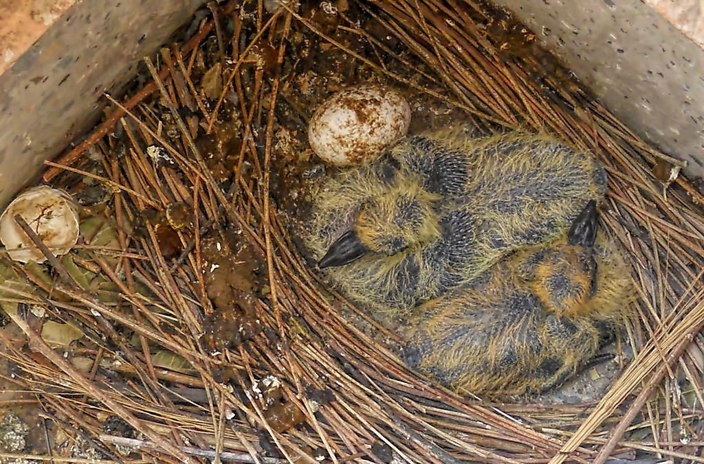 Young pigeon