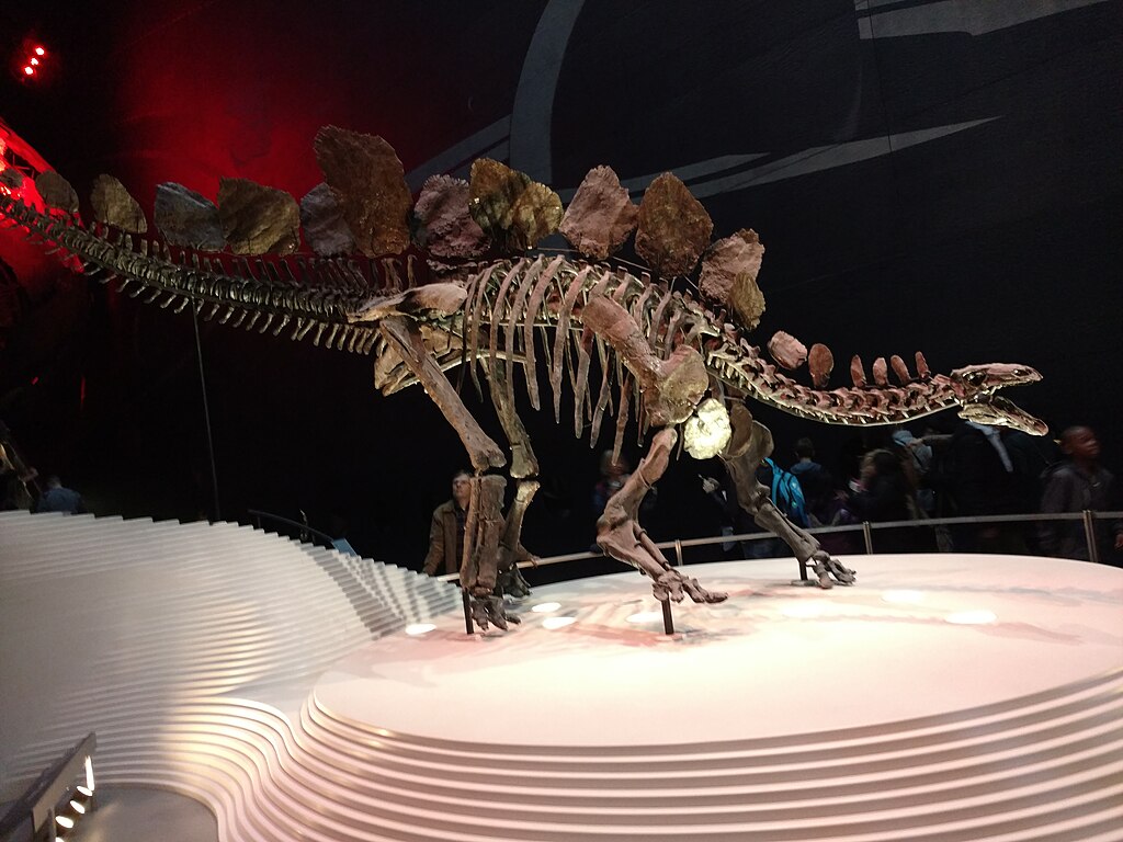 A Stegosaurus skeleton on display in a museum, highlighted by dramatic red lighting. The background is dark, emphasizing the dinosaur's bony plates and tail spikes.