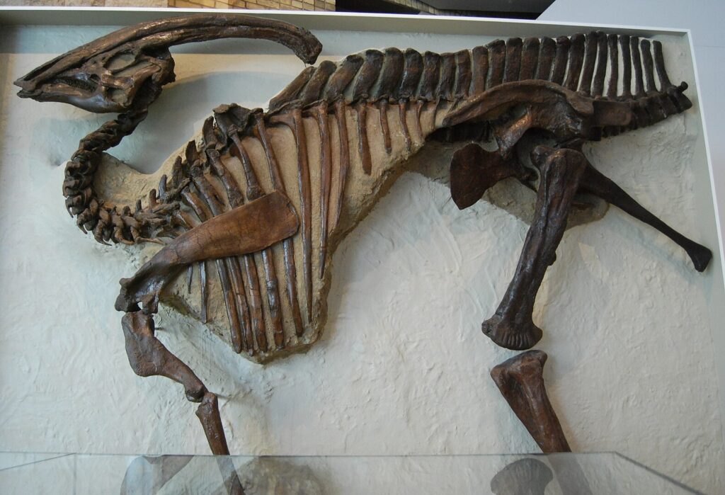 Parasaurolophus crest mystery