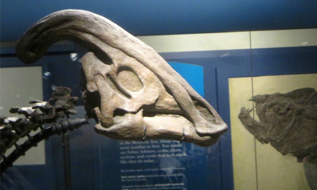 The Parasaurolophus Sound Debate: What Did That Crest Actually Do?