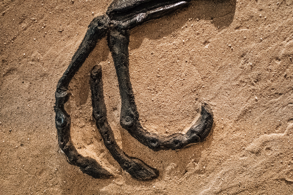 The Lottery of Death and Preservation (image credits: flickr)
