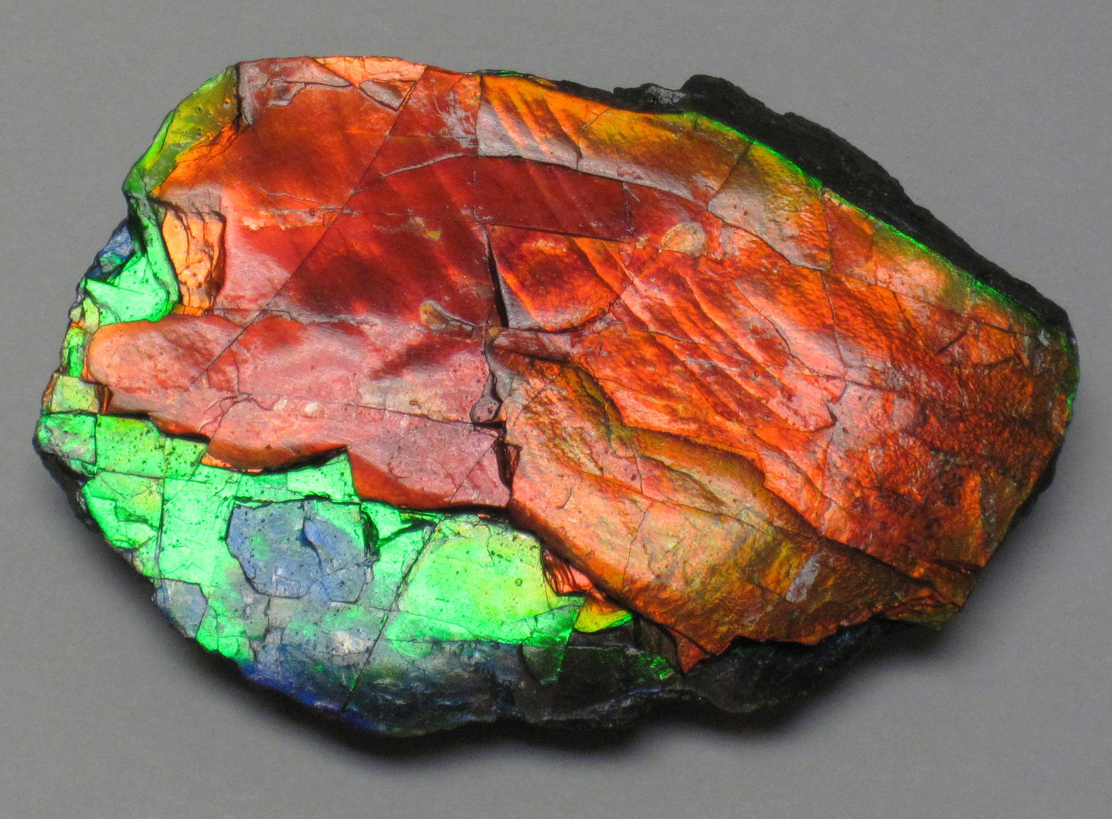 The Role of Chemistry in Fossil Colors (image credits: wikimedia)