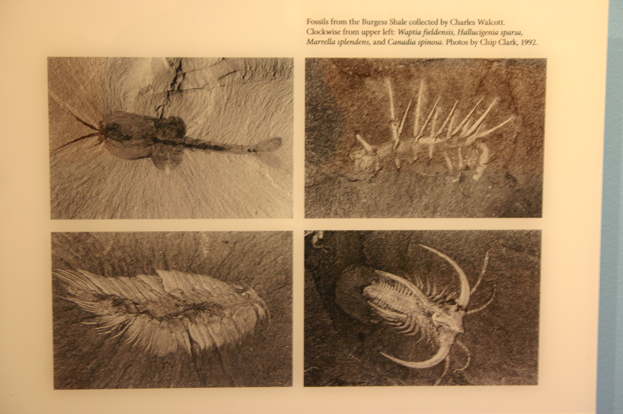 The Burgess Shale Connection (image credits: wikimedia)