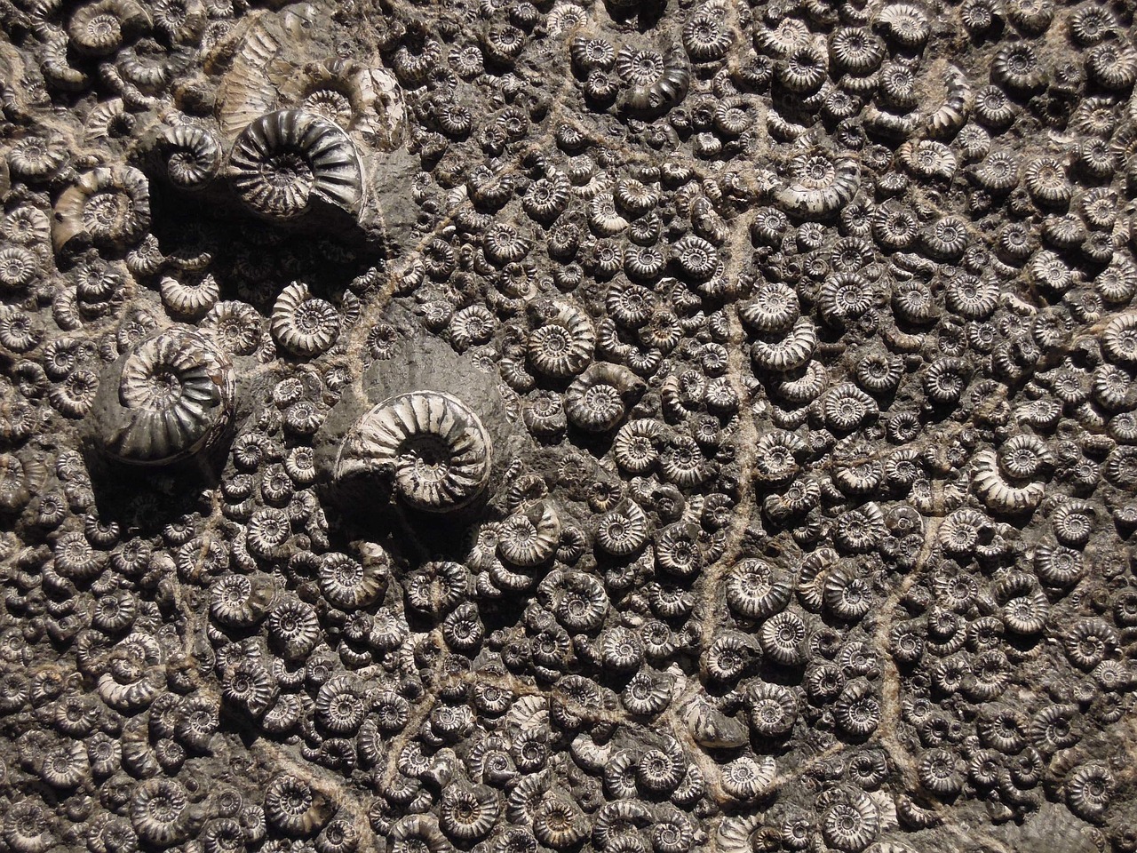 Pioneering Micropaleontology (image credits: pixabay)