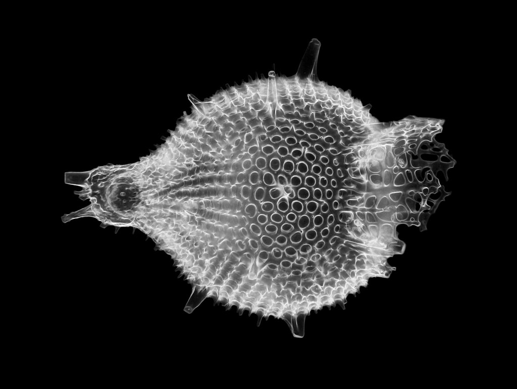 Technological Innovations in Fossil Study (image credits: flickr)