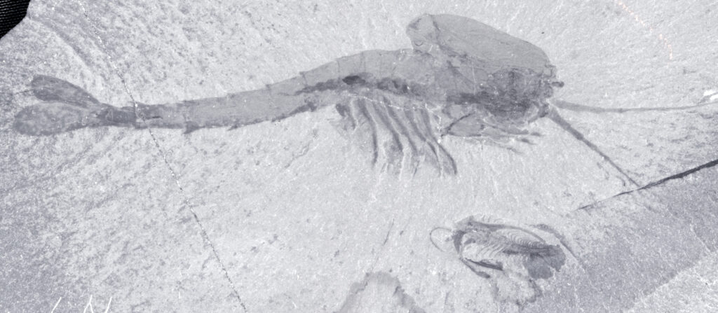 Trilobite Treasures: The Ocean's Ancient Arthropods