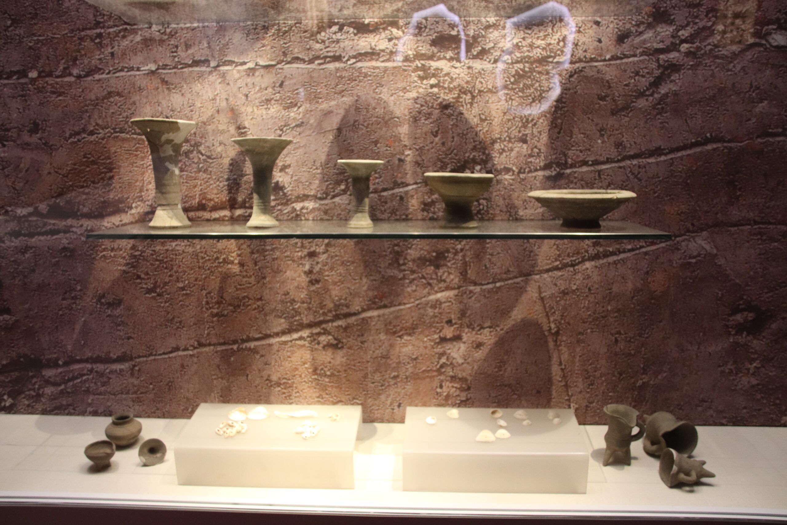Shell Shocked: Mollusks and Their Prehistoric Varieties (image credits: wikimedia)