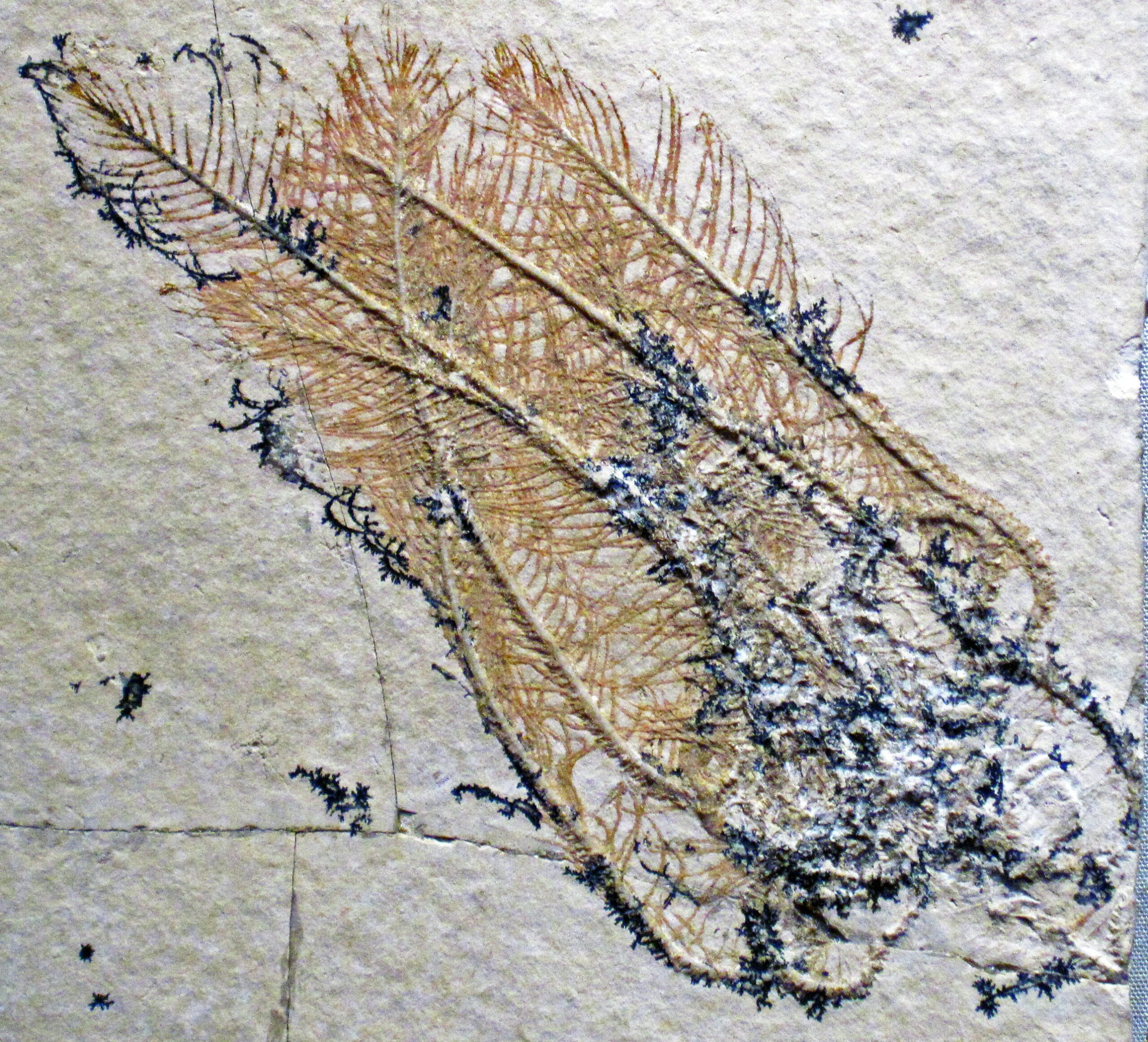 Crinoid Gardens: The Sea Lilies That Weren't Plants (image credits: wikimedia)