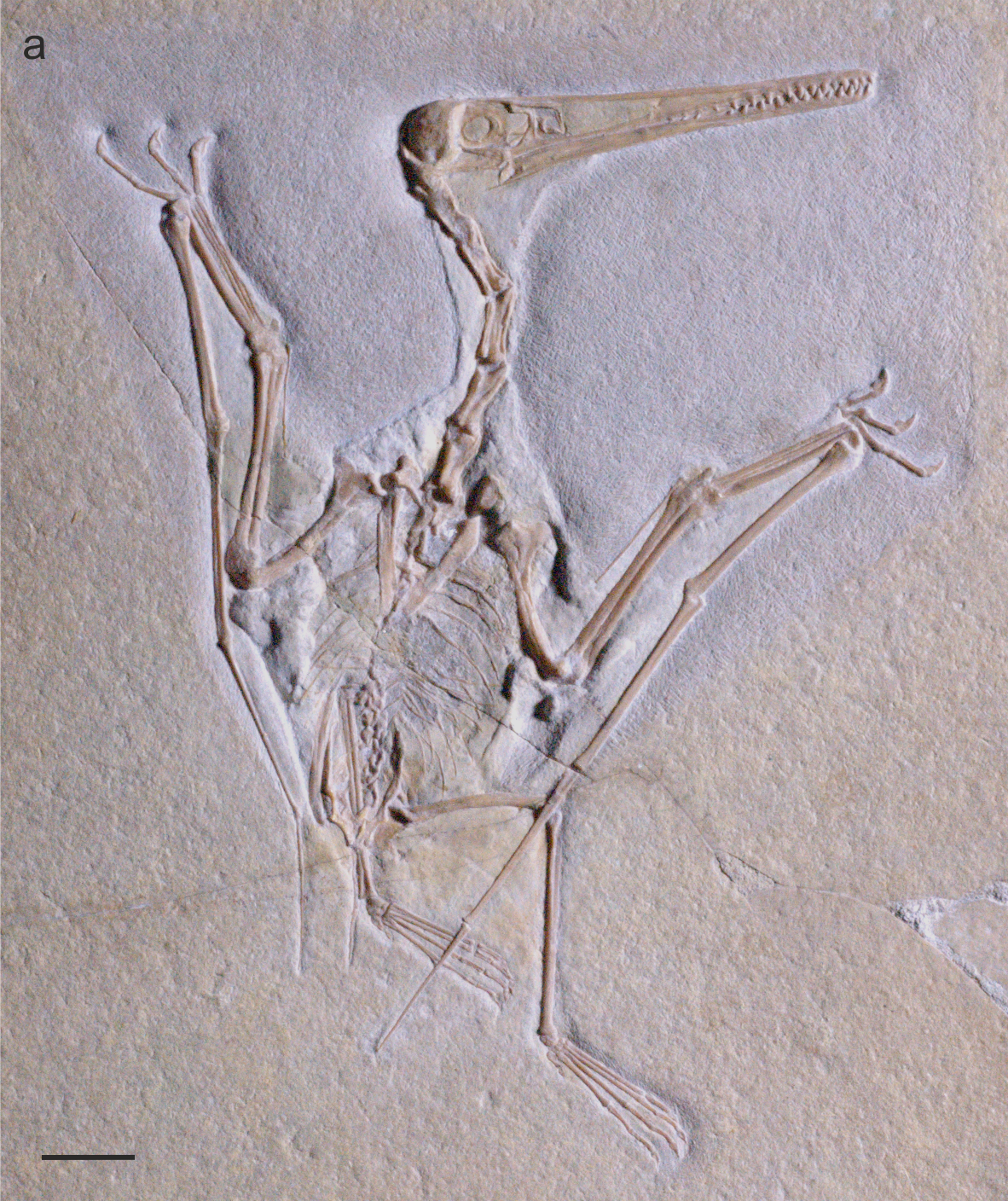 Time Capsules in Stone: How Fossils Preserve Soft Tissues (image credits: wikimedia)