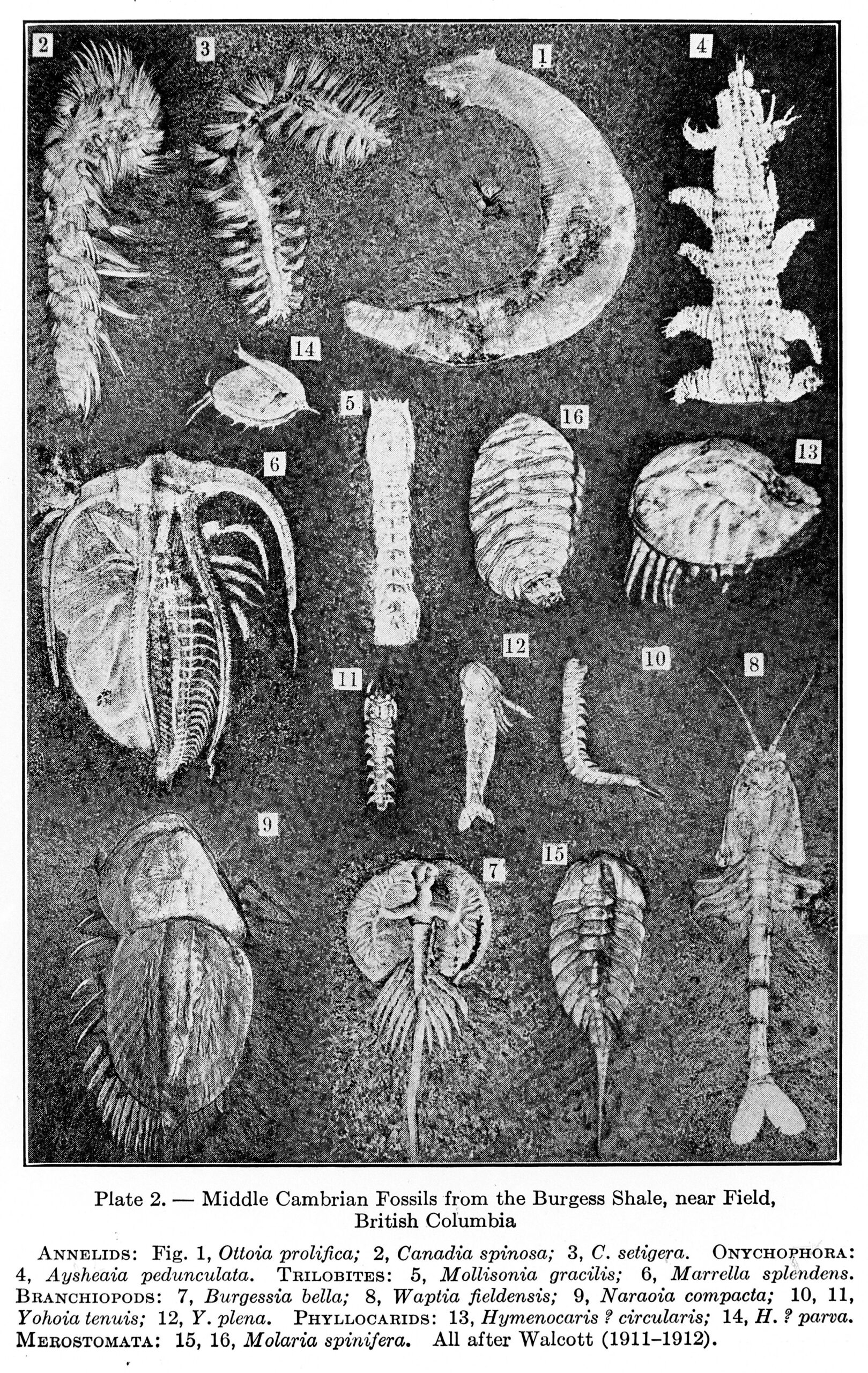 The Cambrian Explosion: Early Ocean Life's Creative Burst (image credits: wikimedia)