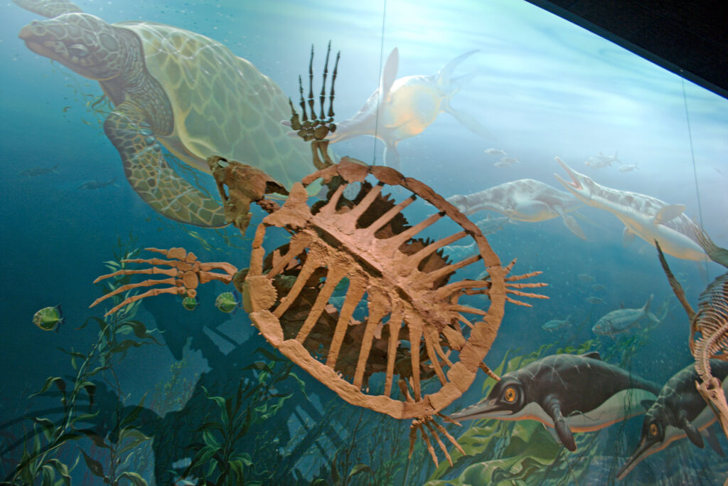 When Oceans Retreat: The Fossil Treasures Left Behind