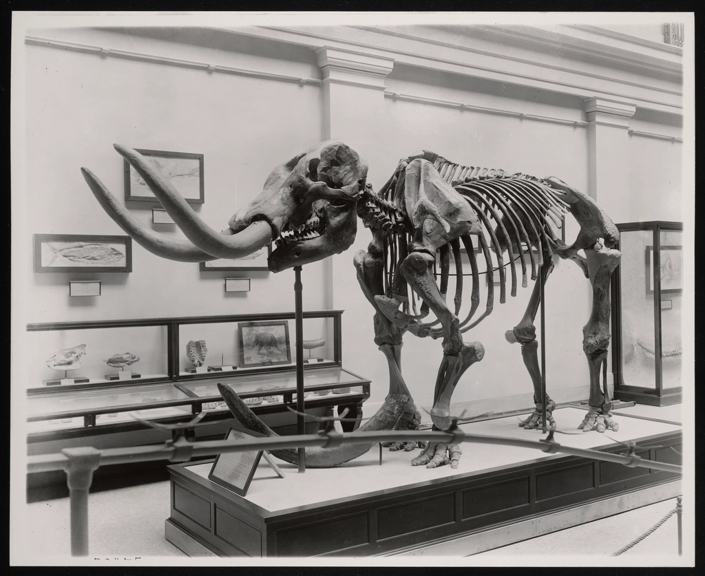 The Birth of American Museums (image credits: rawpixel)