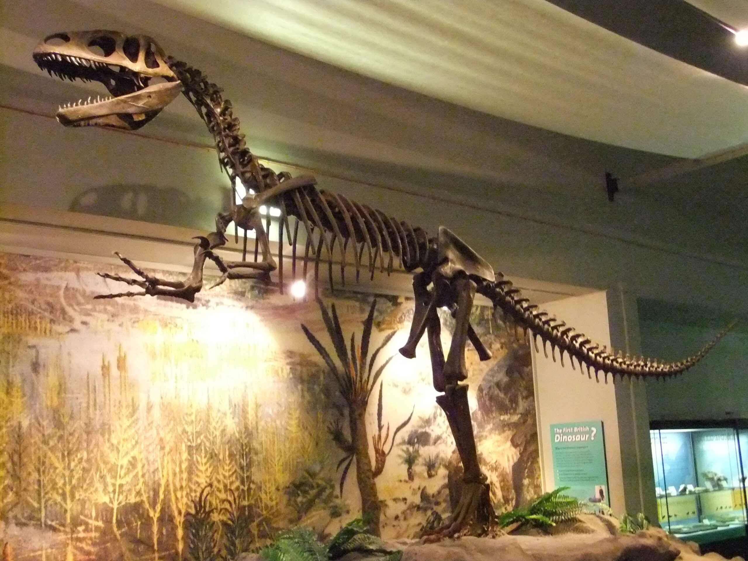 Uncovering the True Anatomy (image credits: wikimedia)