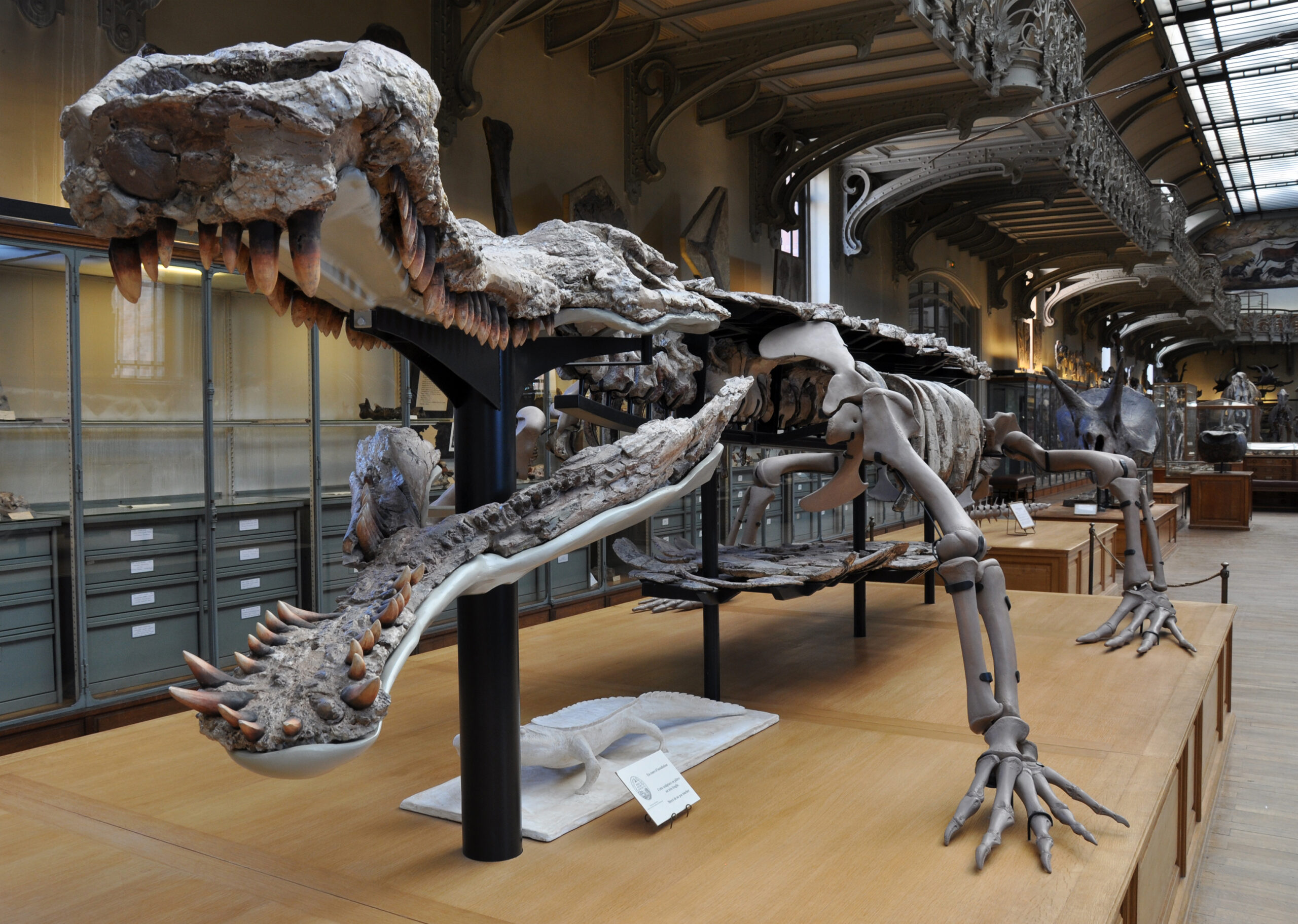 Aquatic Giants From Prehistoric Waters (image credits: wikimedia)