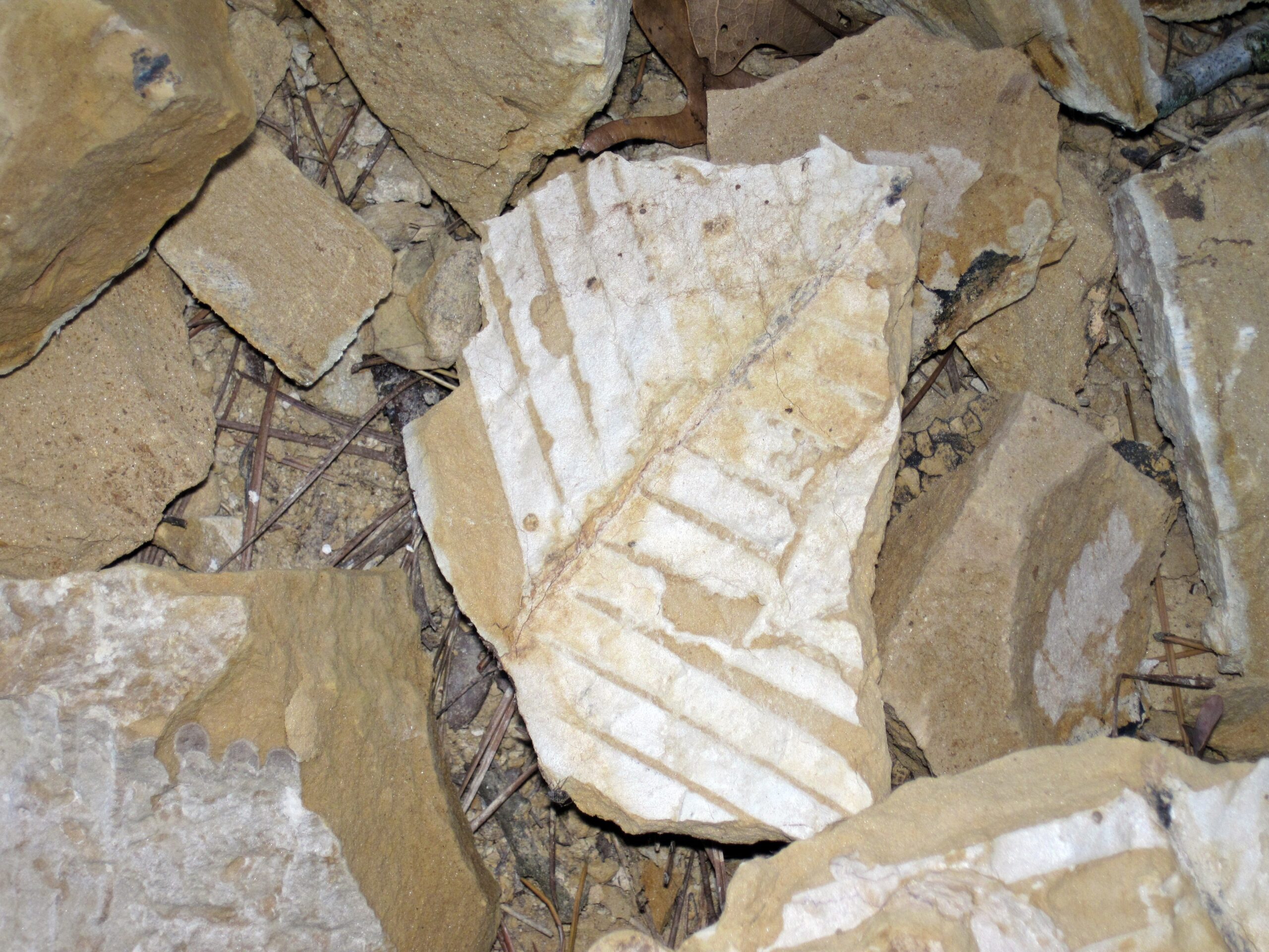 Plant Life Along Ancient Shores (image credits: wikimedia)