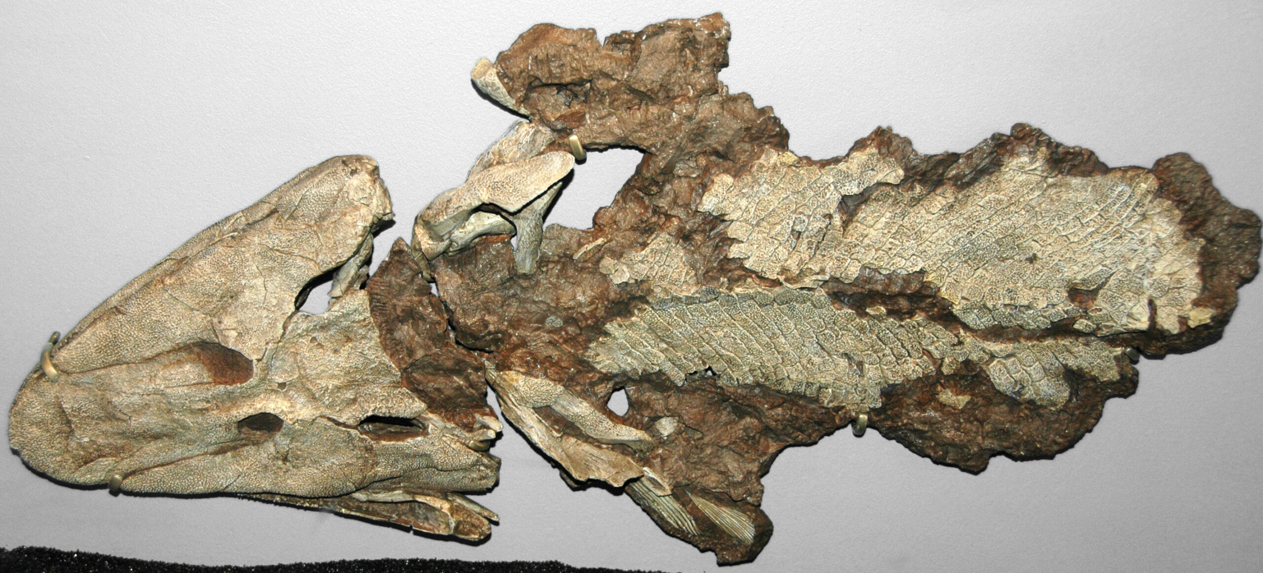 Evolutionary Missing Links (image credits: wikimedia)