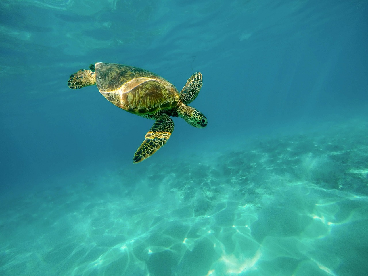 Marine Reptiles in a Warm Ocean Wonderland (image credits: pixabay)
