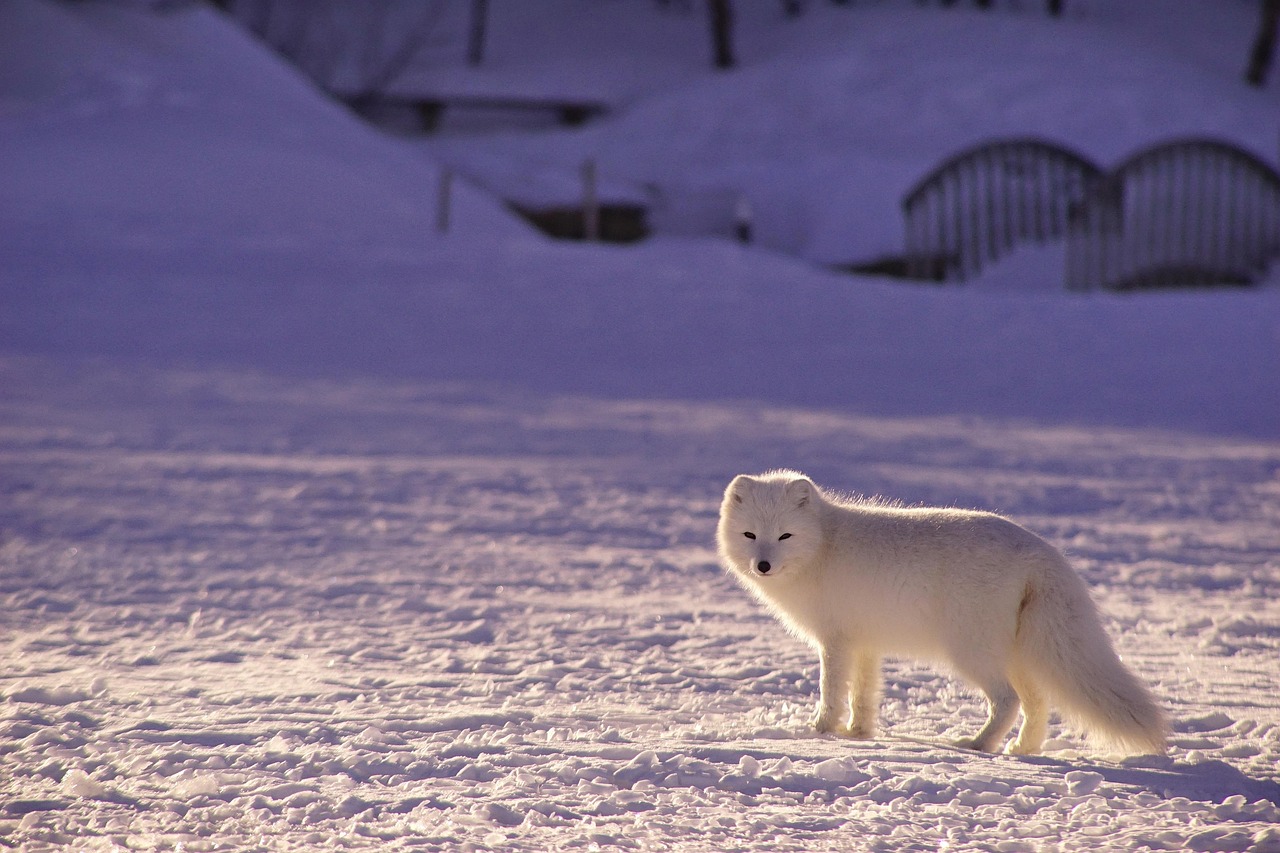 The Brutal Economics of Arctic Excavation (image credits: pixabay)