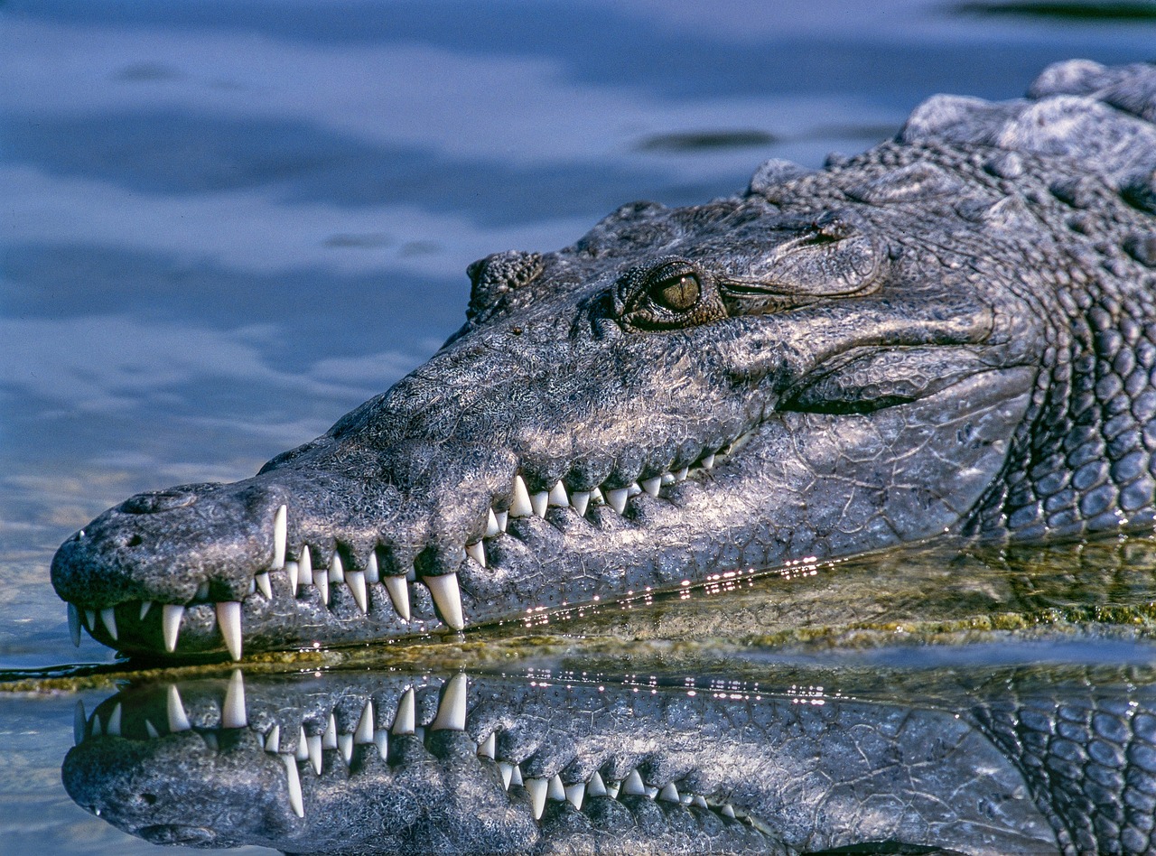 When Crocodiles Became the Template for Prehistoric Monsters (image credits: pixabay)