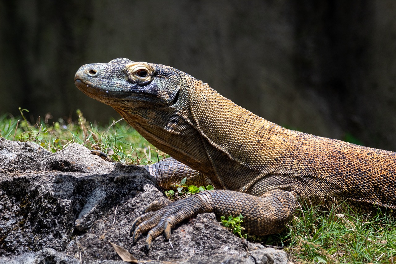 The Mammal Connection Nobody Saw Coming (image credits: pixabay)