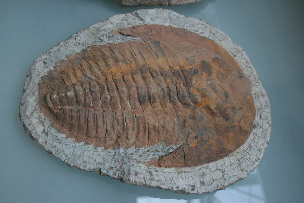The Trilobite Treasures Hidden in Sydney's Sandstone (image credits: flickr)