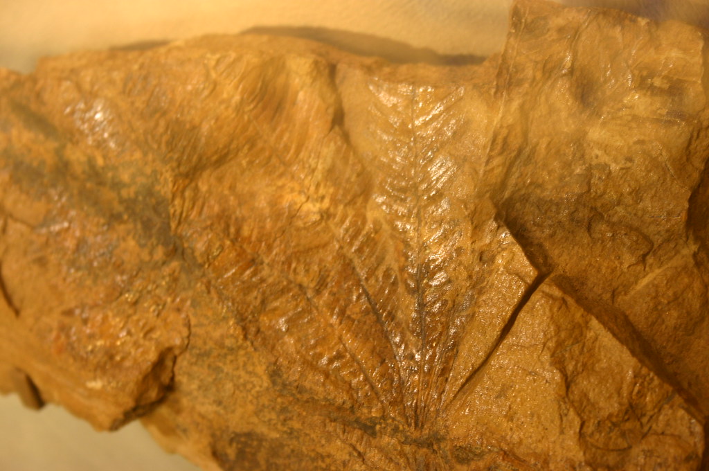 Plant Fossils That Reveal Sydney's Tropical Past (image credits: flickr)