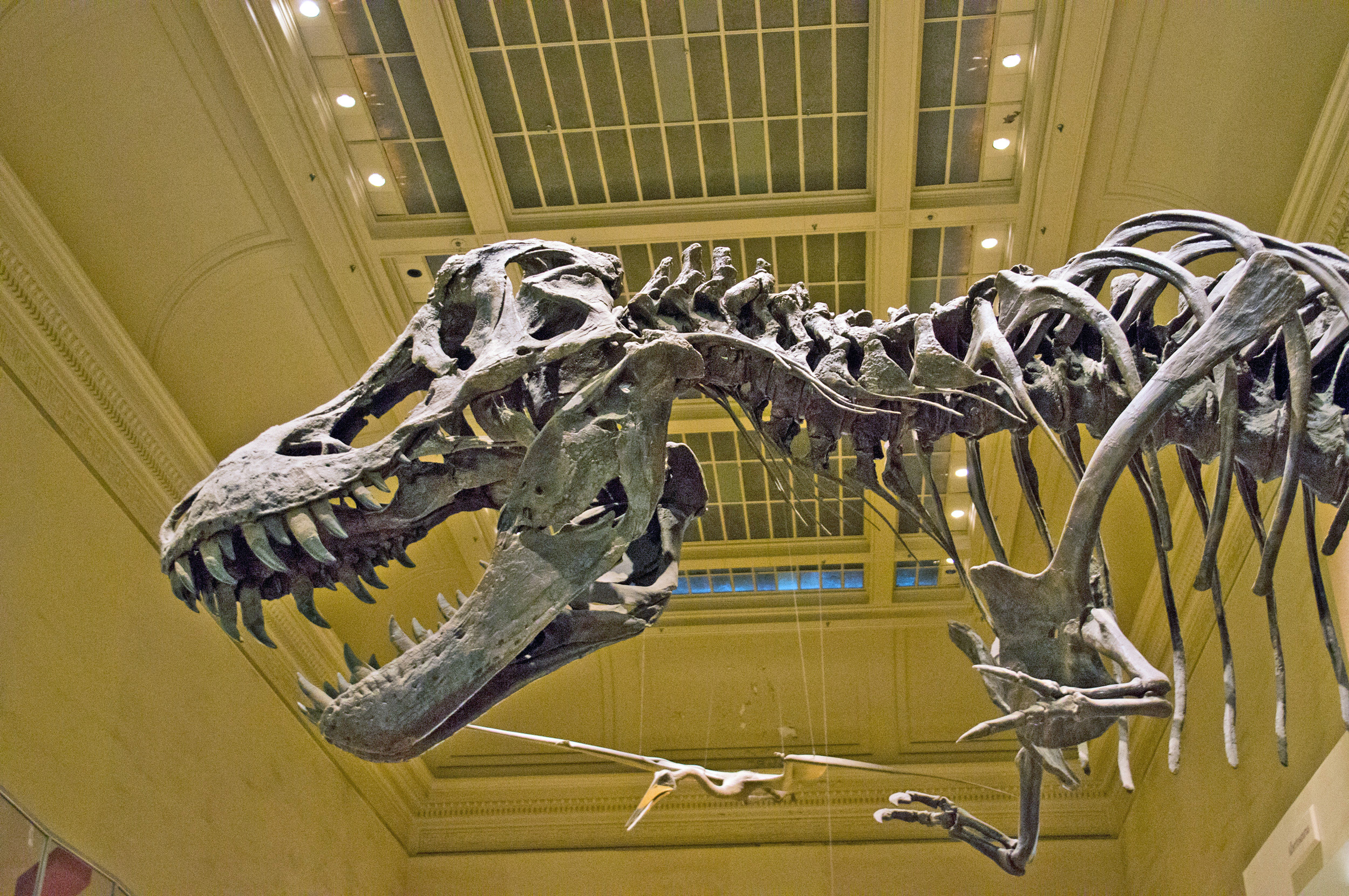 Meeting the Legendary Tyrannosaurus Rex (image credits: wikimedia)