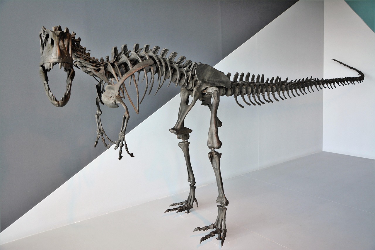 The Science Behind the Skeletons (image credits: pixabay)