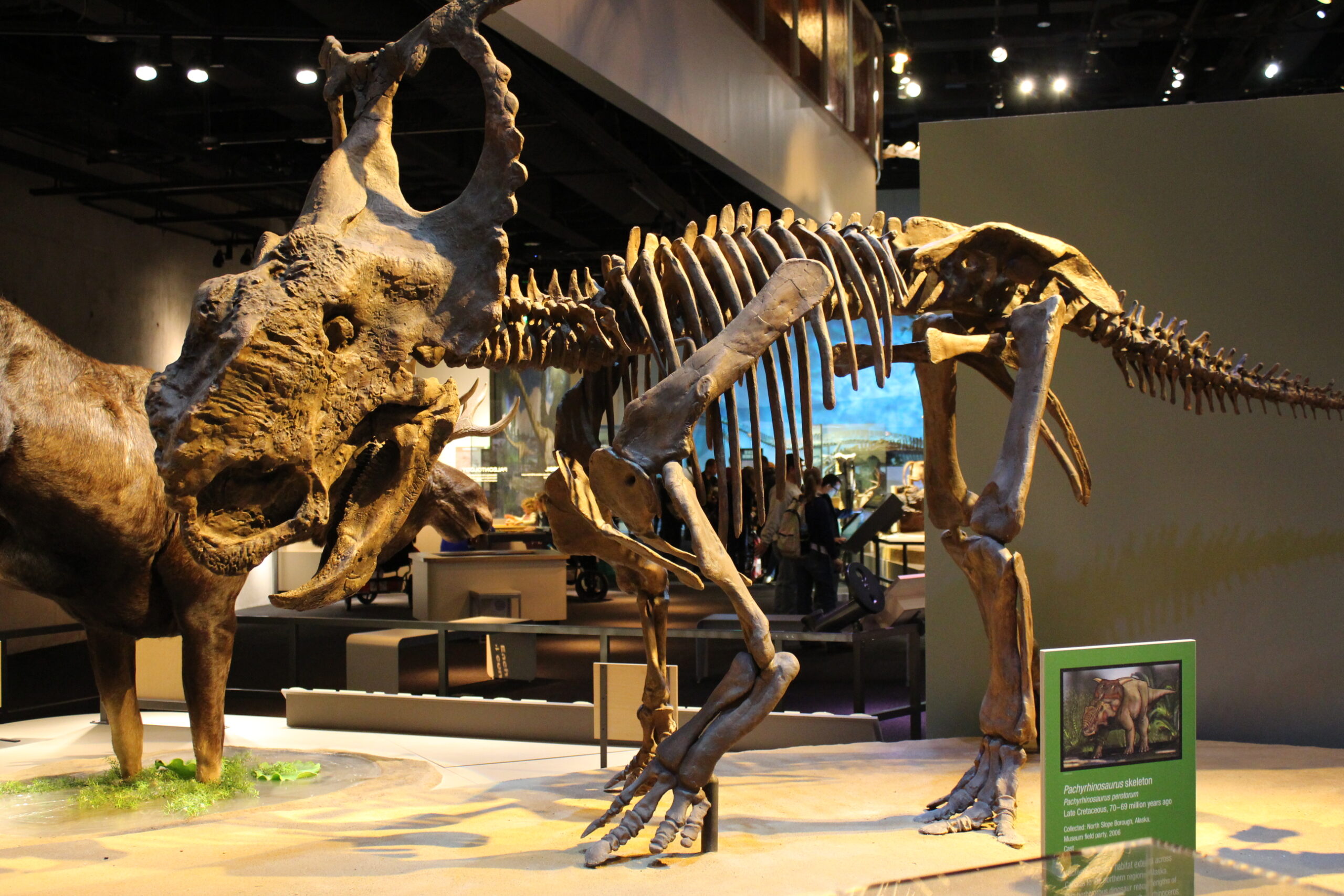 Planning Your Prehistoric Adventure (image credits: wikimedia)