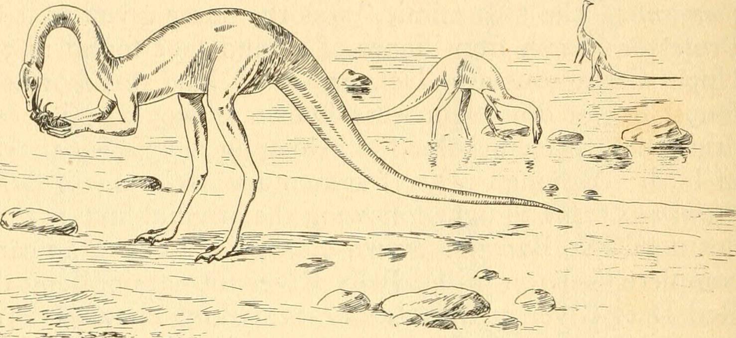 Diet and Feeding Habits (image credits: wikimedia)