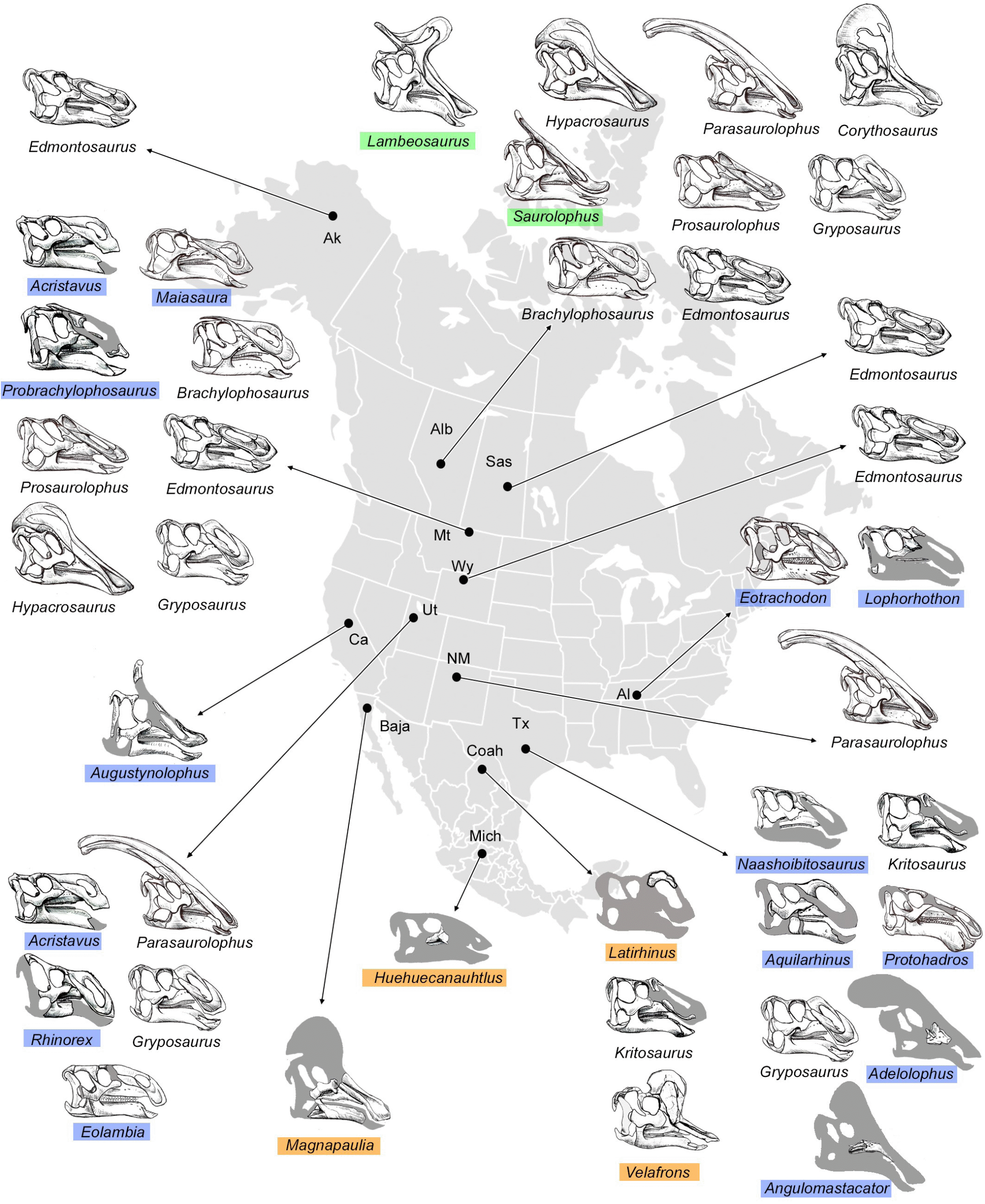 Fossil Evidence and Preservation (image credits: wikimedia)