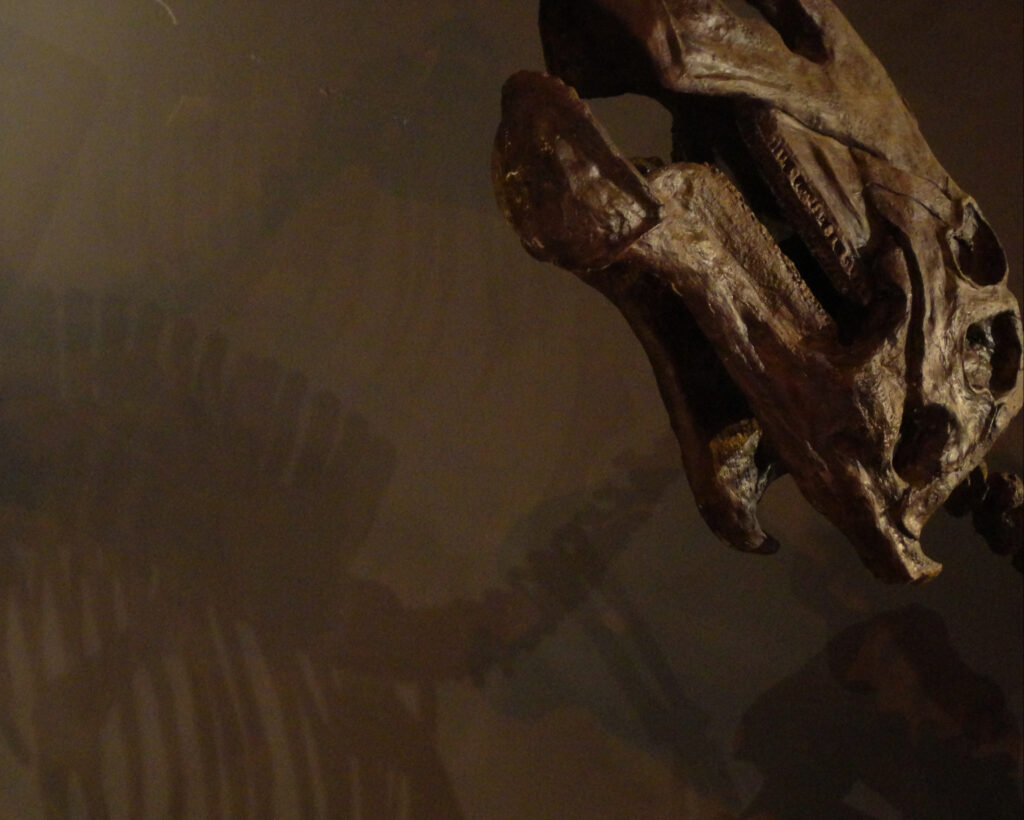 Conservation Lessons from the Past