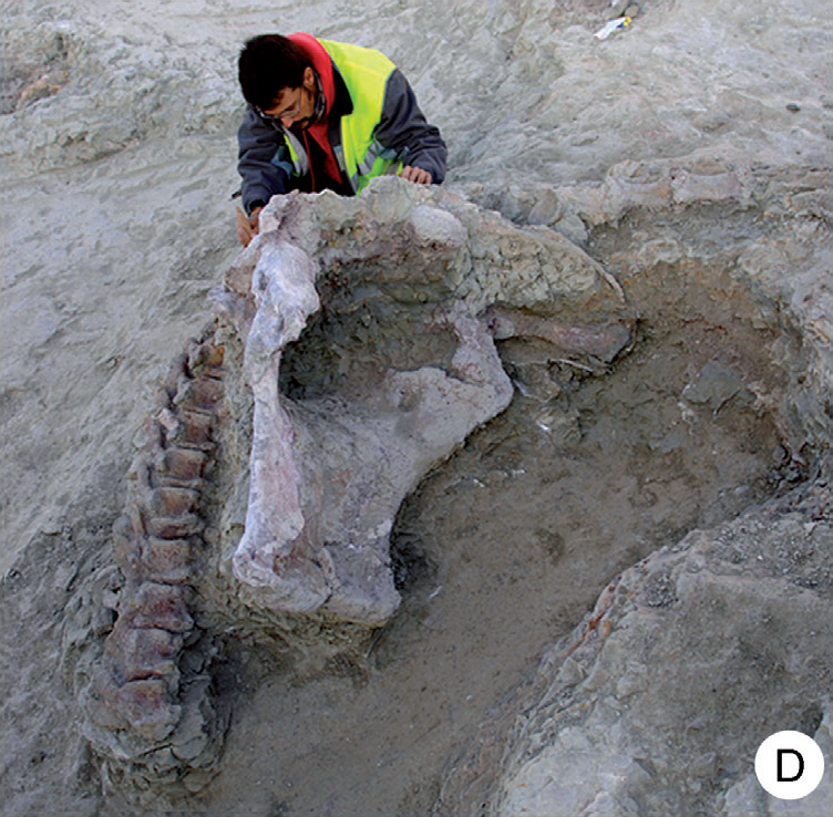 The Hidden Treasure Troves Beneath Our Feet (image credits: wikimedia)
